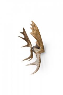 Rustic Decorative Moose Antler Oak Leaf Wall Plaque - 4668331