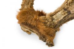 Rustic Decorative Wall Mounted Adolescent Deer Antlers - 4675563