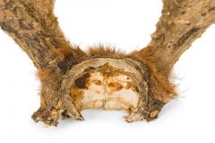 Rustic Decorative Wall Mounted Adolescent Deer Antlers - 4675566