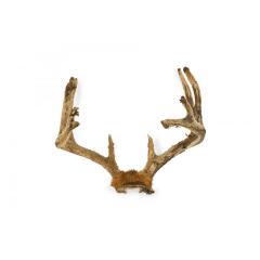 Rustic Decorative Wall Mounted Adolescent Deer Antlers - 4741857