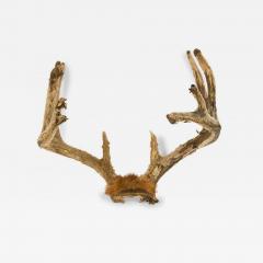Rustic Decorative Wall Mounted Adolescent Deer Antlers - 4741883