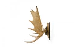 Rustic Moose Antler and Wood Wall Plaque - 4666603