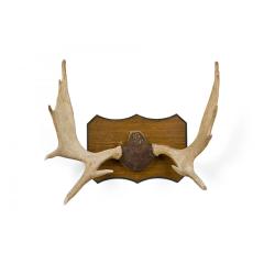 Rustic Moose Antler and Wood Wall Plaque - 4695029
