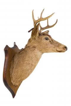 Rustic Mounted Deer Head Taxidermy - 4519631