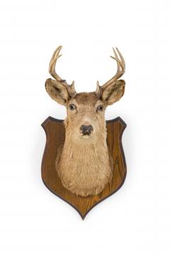 Rustic Mounted Deer Head Taxidermy - 4528999