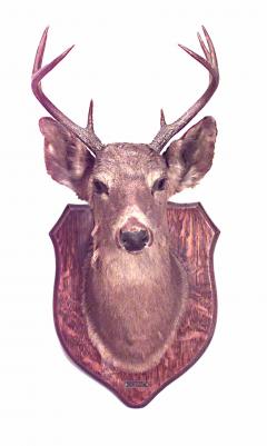 Rustic Mounted Deer Head Taxidermy - 4528994