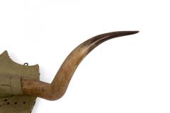 Rustic Steer Horn Mounted Taxidermy - 4321470
