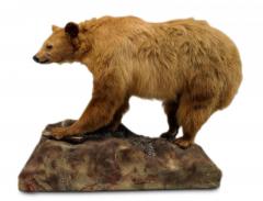 Rustic Style Taxidermy Bear - 4520166