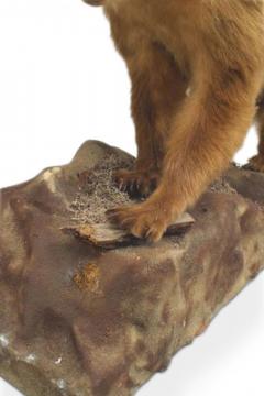 Rustic Style Taxidermy Bear - 4520180