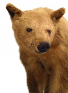 Rustic Style Taxidermy Bear - 4520183
