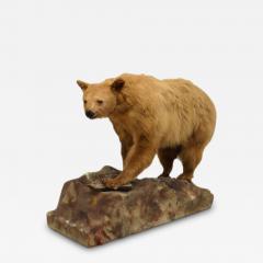 Rustic Style Taxidermy Bear - 4529193