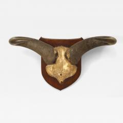 Rustic Taxidermy Water Buffalo Skull - 4709576