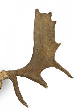 Rustic Wall Mountable Moose Skull with Antlers - 4519576