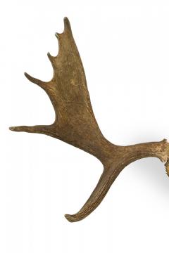 Rustic Wall Mountable Moose Skull with Antlers - 4519577
