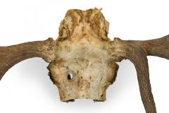 Rustic Wall Mountable Moose Skull with Antlers - 4519578