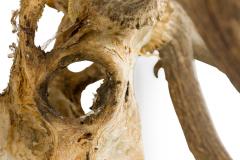 Rustic Wall Mountable Moose Skull with Antlers - 4519580