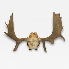 Rustic Wall Mountable Moose Skull with Antlers - 4529180