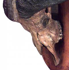 Rustic Water Buffalo Skull Taxidermy - 4655795