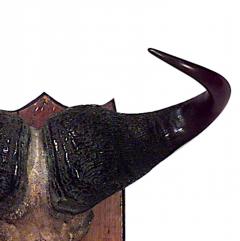 Rustic Water Buffalo Skull Taxidermy - 4655796