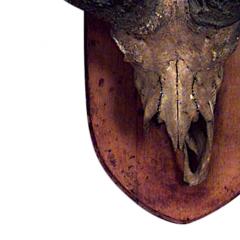 Rustic Water Buffalo Skull Taxidermy - 4655797