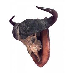 Rustic Water Buffalo Skull Taxidermy - 4662160