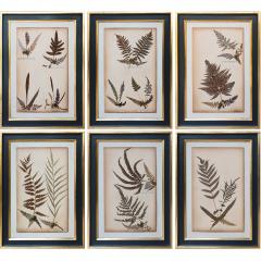 SET OF TWELVE FRAMED 19TH CENTURY PRESSED FERNS - 1272577