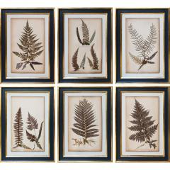 SET OF TWELVE FRAMED 19TH CENTURY PRESSED FERNS - 1272578