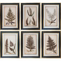 SET OF TWELVE FRAMED 19TH CENTURY PRESSED FERNS - 1272578