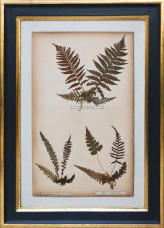 SET OF TWELVE FRAMED 19TH CENTURY PRESSED FERNS - 1272579