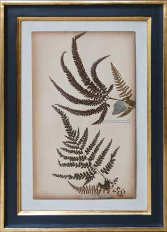 SET OF TWELVE FRAMED 19TH CENTURY PRESSED FERNS - 1272580