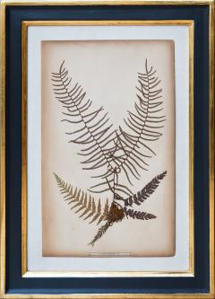 SET OF TWELVE FRAMED 19TH CENTURY PRESSED FERNS - 1272581