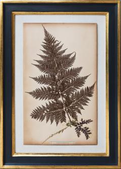 SET OF TWELVE FRAMED 19TH CENTURY PRESSED FERNS - 1272582