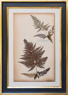 SET OF TWELVE FRAMED 19TH CENTURY PRESSED FERNS - 1272583