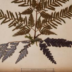 SET OF TWELVE FRAMED 19TH CENTURY PRESSED FERNS - 1272584