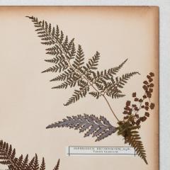 SET OF TWELVE FRAMED 19TH CENTURY PRESSED FERNS - 1272586