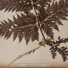 SET OF TWELVE FRAMED 19TH CENTURY PRESSED FERNS - 1272587