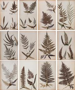 SET OF TWELVE FRAMED 19TH CENTURY PRESSED FERNS - 1273289