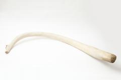 SPERM WHALE RIB BONE - 1305090