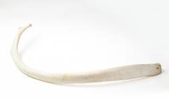 SPERM WHALE RIB BONE - 1305092