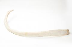 SPERM WHALE RIB BONE - 1305093