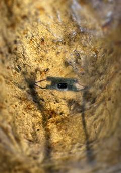 Sabrina Merayo Nu ez COMMUNAL NEST ESSAY Pendant - 4394176