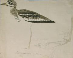 Samuel Daniell ALBUM OF FIELD SKETCHES OF INDIAN AND SRI LANKAN BIRDS - 2922772