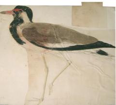Samuel Daniell ALBUM OF FIELD SKETCHES OF INDIAN AND SRI LANKAN BIRDS - 2922774