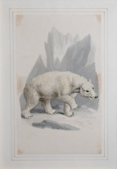 Samuel Howitt SAMUEL HOWITT BRITISH 1765 1822 POLAR BEAR - 2841927