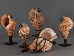 Samurai Horagai Conch Shell Trumpets - 3905347