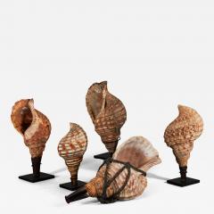 Samurai Horagai Conch Shell Trumpets - 3907942