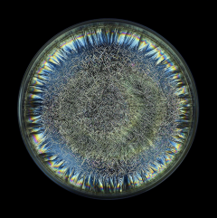 Seb Janiak Morphogenetic Field AB Negative Blood Abstract photography 2016 - 4118938