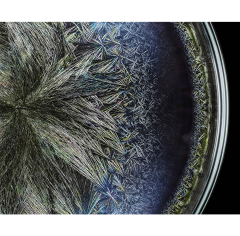 Seb Janiak Morphogenetic Field Beluga caviar Abstract photography 2016 - 4119004