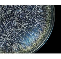 Seb Janiak Morphogenetic Field Dandelion Pissenlit Abstract photography 2016 - 4119003