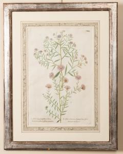 Series Of Six Botanical Prints 18th Century - 1954307